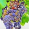 Bunch of Grapes Poster Print by Atelier B Art Studio - Item # VARPDXBEGGAS69